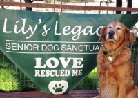 Lilys legacy senior dog sanctuary