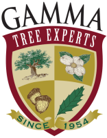 Gamma tree svc