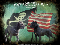 Pirates den cane corso