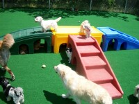 Puppy playground