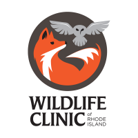 Wildlife rehabilitators association of rhode island inc