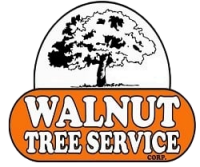 Walnut tree associates