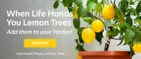 Lemon bush consulting ltd