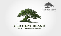 Supplier of mature olive trees