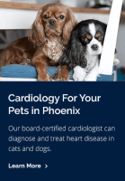 Phoenix veterinary referral and emergency