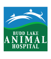 Budd lake animal hospital