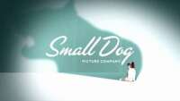 Small dog video