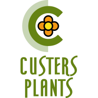 Custers plants