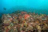 Nusa Dua Reef Foundation